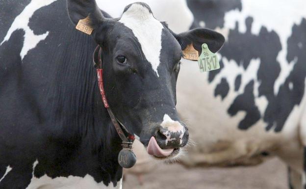 Los ganaderos de la leche de vacuno protestará frente a Lactiber contra la «crisis de precios de origen» que padecen