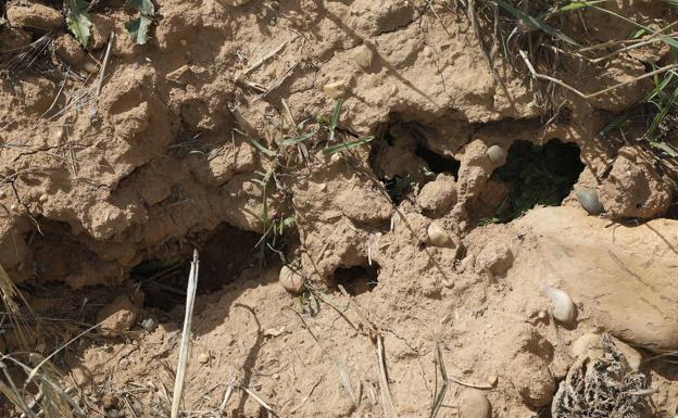 Asaja pide «celeridad» a la Junta para atajar a los topillos en Tierra de Campos