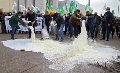 Los ganaderos de vacuno tiran decenas de litros de leche como protesta por los bajos precios