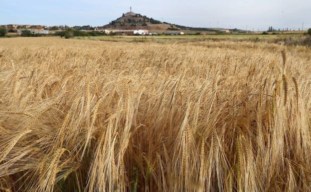 La cebada pierde siete euros y el trigo otros cuatro por tonelada en la lonja de León