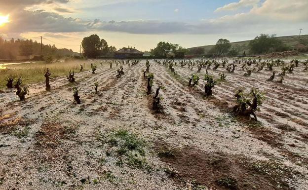 Las indemnizaciones del seguro a los viticultores de la región se elevan a 9,7 millones