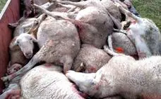 La Audiencia Nacional rechaza suspender cautelarmente la orden ministerial que prohíbe la caza del lobo