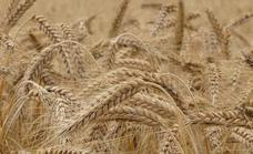 La paralización de las ventas ocasiona una notable caída en la cotización de los cereales en la provincia
