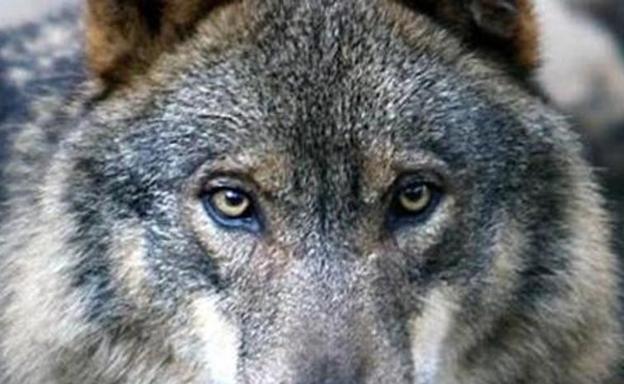 La Audiencia Nacional rechaza suspender cautelarmente la orden ministerial que prohíbe la caza del lobo al norte del Duero