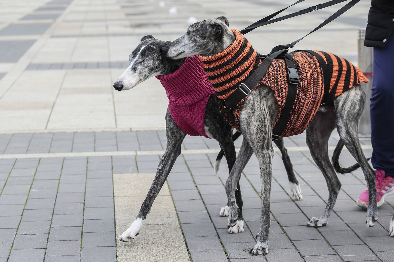 Los perros abandonados piden adopción y responsabilidad