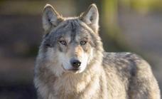 Asaja denuncia la vulnerabilidad del ganadero frente a ataques del lobo que no indemnizan las administraciones
