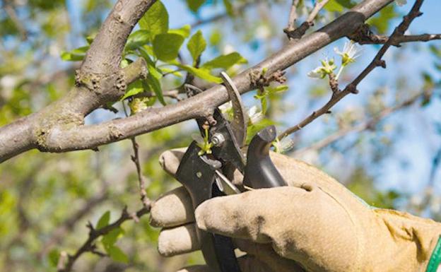 Santa María del Páramo organiza un curso de poda, manejo y cultivo ecológico de frutales