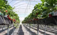 Agricultura destina 349.352 euros a construir un invernadero en el Centro de Diagnóstico de Salamanca