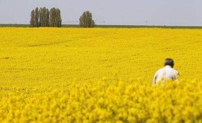 La renta agraria se incrementó un 34,2% el año pasado, hasta los 2.415 millones de euros