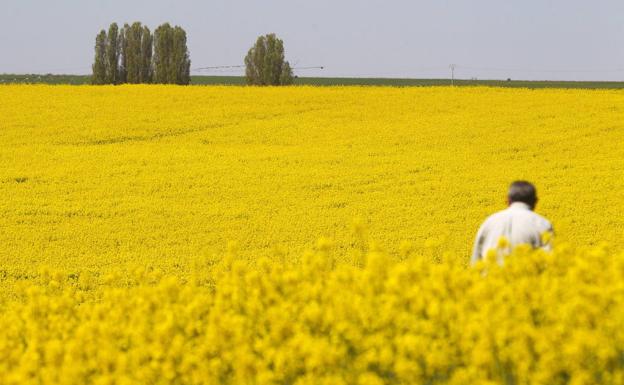 La renta agraria se incrementó un 34,2% el año pasado, hasta los 2.415 millones de euros