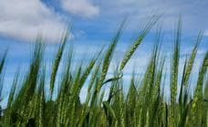 El uso de fertilizantes con inhibidores de nitrificación incrementa en un 4% el rendimiento del cereal de invierno en Castilla y León
