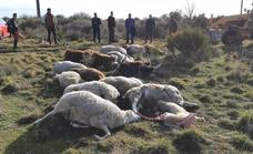 El lobo hace acto de presencia en Riello: mata 21 ovejas y un mastín
