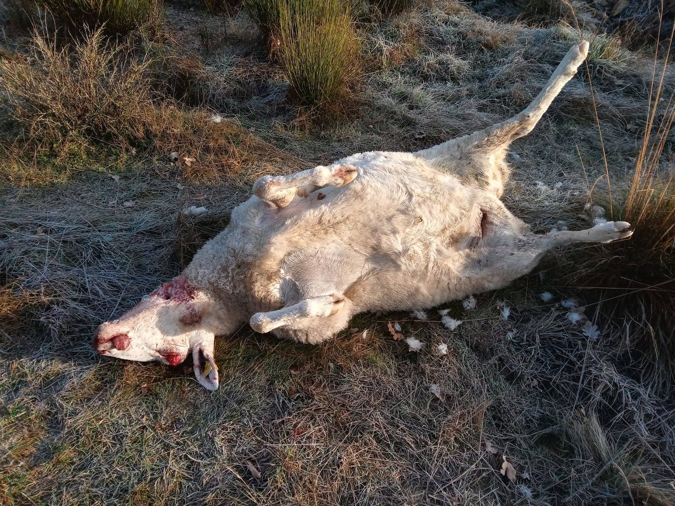 El lobo ataca en Riello