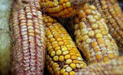 Control de precios y tímida subida de la avena y maíz en la Lonja de León