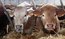 Turrado defiende la convivencia de las ganaderías extensiva e intensiva y lamenta las opiniones «radicales»