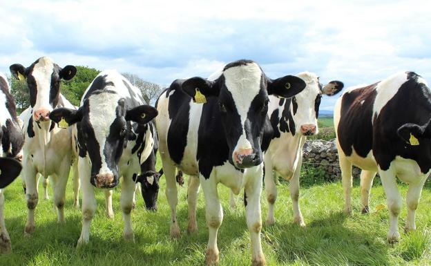 'Bianor Biotech' participa en un proyecto europeo para evitar el uso veterinario de antibióticos