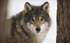 UPL reclama al Gobierno que restituya el estatus del lobo para «la buena convivencia entre especies»