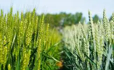 El Itacyl mejora la calidad cerealística de Castilla y León con el desarrollo y registro de ocho variedades propias de cebada
