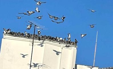 Denuncian la acumulación de excrementos de paloma en el barrio de El Ejido de León