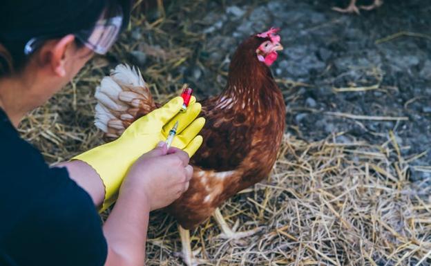 El Consejo de Veterinarios descarta epidemia ante el brote de gripe aviar en Segovia