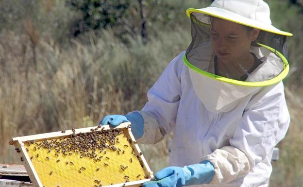 El Ayuntamiento de Carrizo convoca un curso de apicultura ecológica