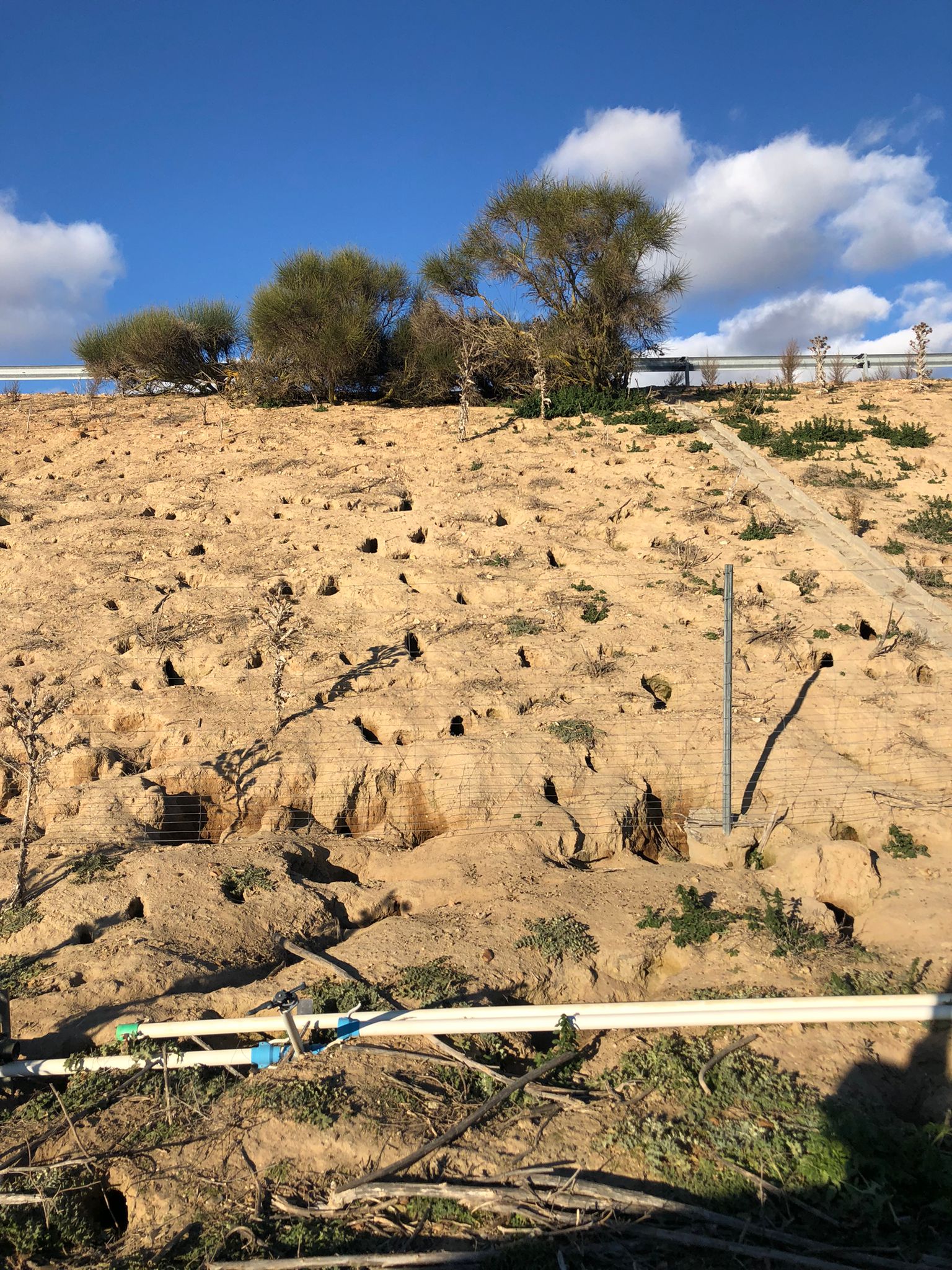 Asaja pide responsabilidades a Fomento por una plaga de conejos a la altura de Tordesillas