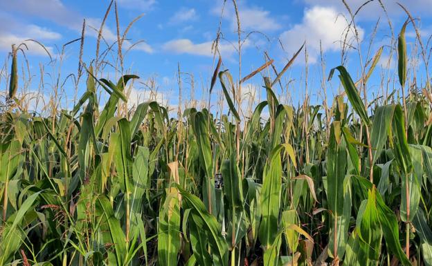 La situación de Ucrania se refleja en la cotización del cereal en León