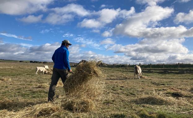 El Grupo Operativo Inpulse busca potenciar las leguminosas y reducir la dependencia en alimentación animal