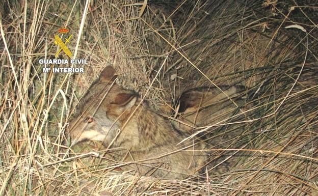 La Junta se hace cargo de un lobo herido tras sufrir un atropello en San Justo de la Vega