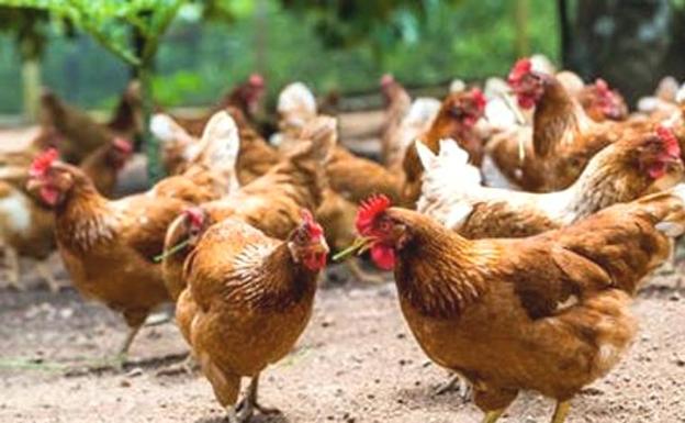 Declarado un foco de gripe aviar en una explotación de gallinas en Íscar