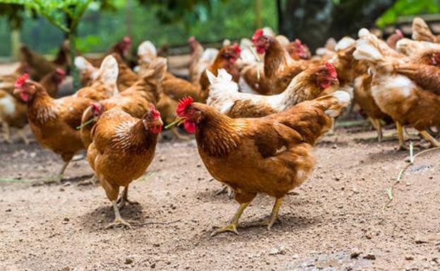 Declarado un foco de gripe aviar en una explotación de gallinas en Íscar, Valladolid