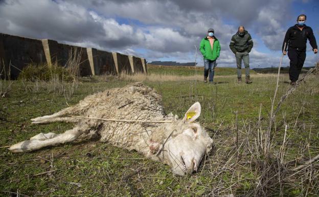 Un ingeniero informático crea 'Ahuyentalobos' para tratar de evitar los ataques al ganado