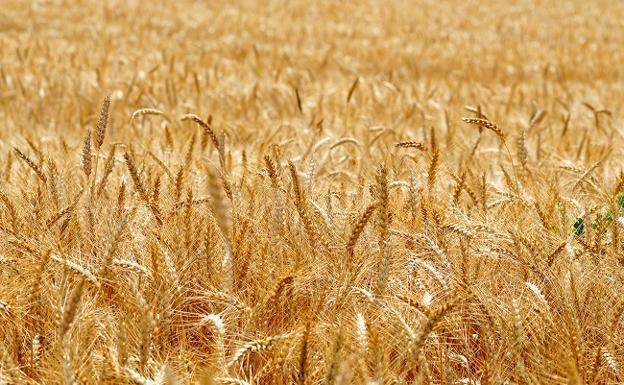 Las zonas cerealistas de Castilla y León afrontarán «pérdidas graves» si no llueve lo suficiente antes de 15 días