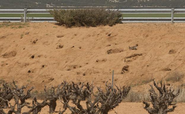 UCCL demanda «medidas eficaces» ante la sobrepoblación de conejo