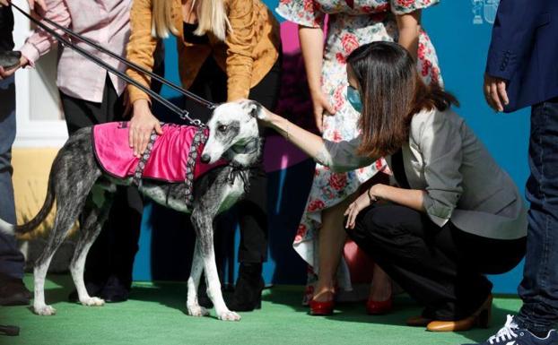 El Consejo de Ministros aprobará el viernes la Ley de Protección Animal