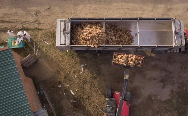 Declarado un segundo foco de gripe aviar en una explotación de 33.477 gallinas ponedoras en Íscar