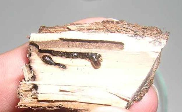 La Estación de Avisos Agrícolas alerta de la presencia de Xyleborus dispar en plantaciones de peral y castaño del Bierzo