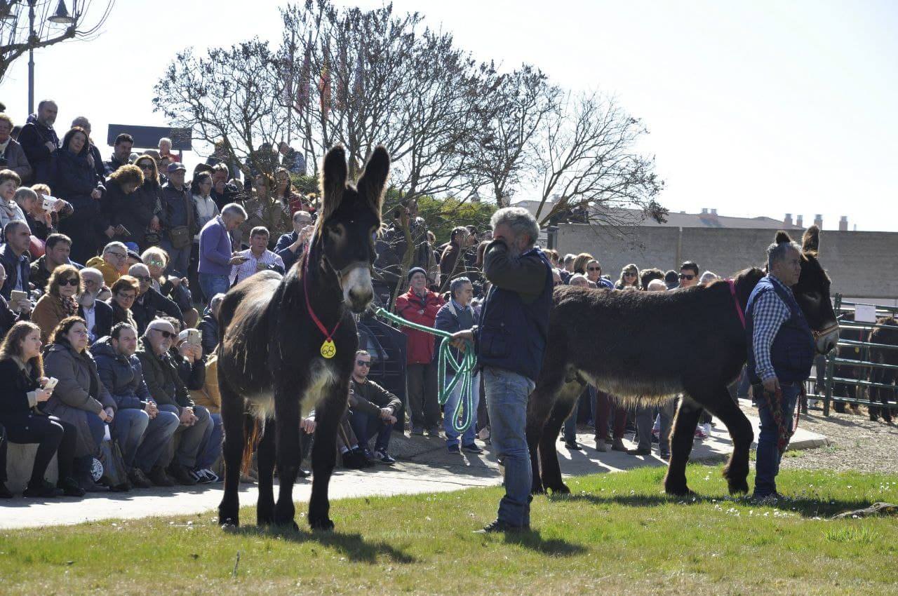 Premios de la Feria de Febrero de Valencia de Don Juan