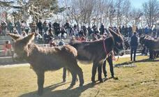 Centenares de personas acuden al certamen de burros de la Feria de Febrero de Valencia de Don Juan