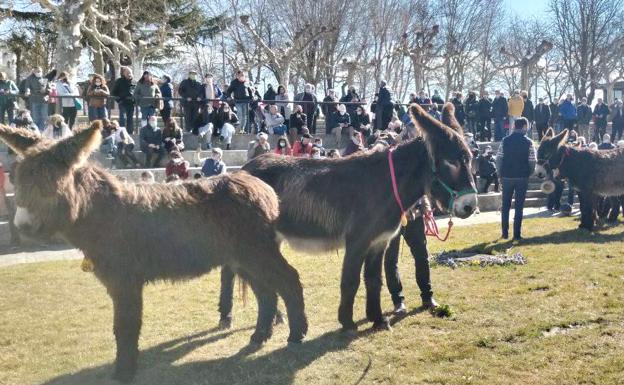 Centenares de personas acuden al certamen de burros de la Feria de Febrero de Valencia de Don Juan