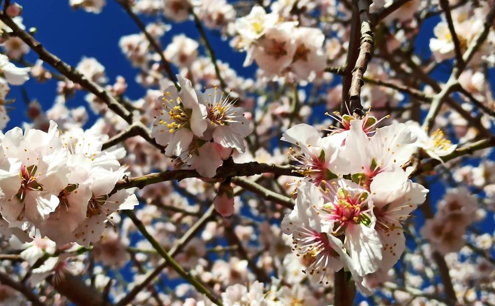 El Bierzo ya 'huele' a primavera