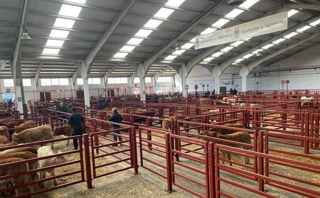 Subida de porcino, lechazos y vacuno en la lonja de Salamanca