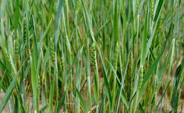 León marca una ligera subida de los cereales ante la incertidumbre de Ucrania