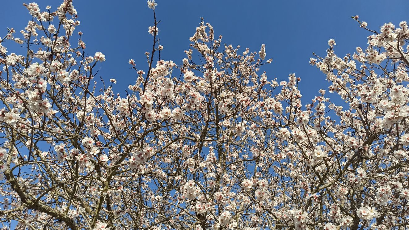 El Bierzo en flor