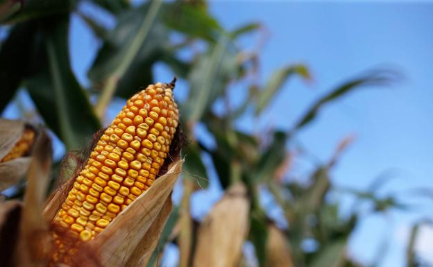 La lonja de Zamora deja de cotizar el cereal ante la incertidumbre de los mercados