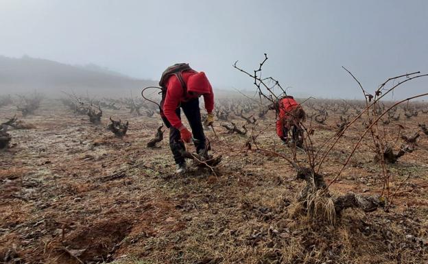 El número de parados agrarios se reduce en 115 personas en febrero y se firman 2.812 contratos