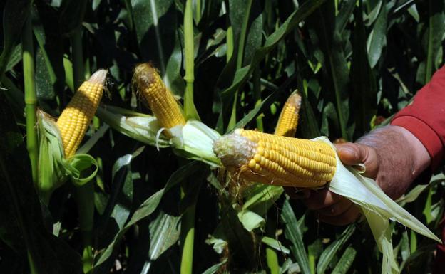 Las diferencias entre almacenistas y agricultores impiden fijar un precio al maíz en la Lonja de León