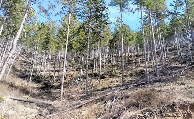 Ciudadanos pide la conservación del patrimonio paisajístico del pinar de Cistierna