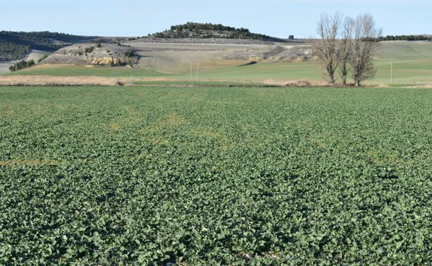 La colza, que eleva la superficie en 7.500 hectáreas, comienza el entallado bajo lluvia