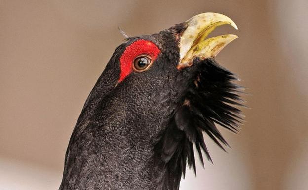 Publicado el convenio del convenio entre el CSIC y la Fundación Patrimonio Natural para la recuperación de la población cantábrica del urogallo